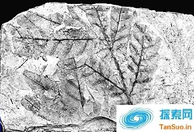 我国科学家揭秘生物”大灭绝”之谜