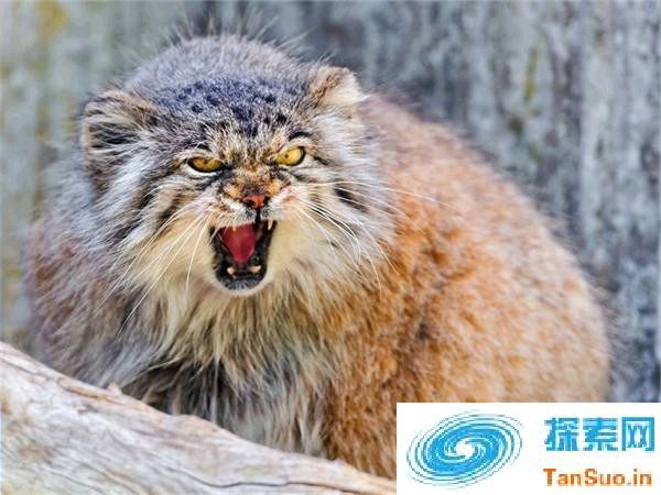 猫都是温顺的？ 不！这种猫凶了500万年