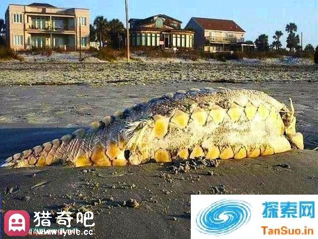 游客拍到神秘海洋生物 海洋学家也不知道是什么|趣事